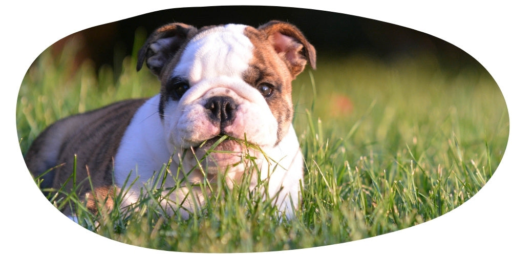 Raising a Healthy Puppy