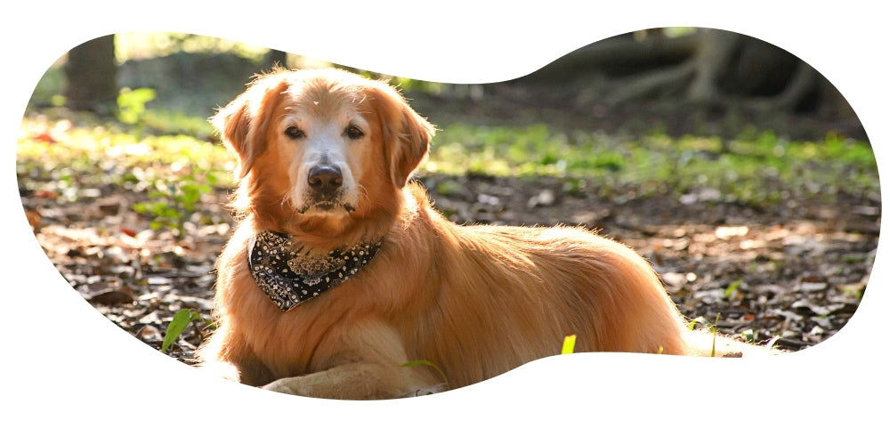 Senior Dog Care: Tips For Your Golden Oldie