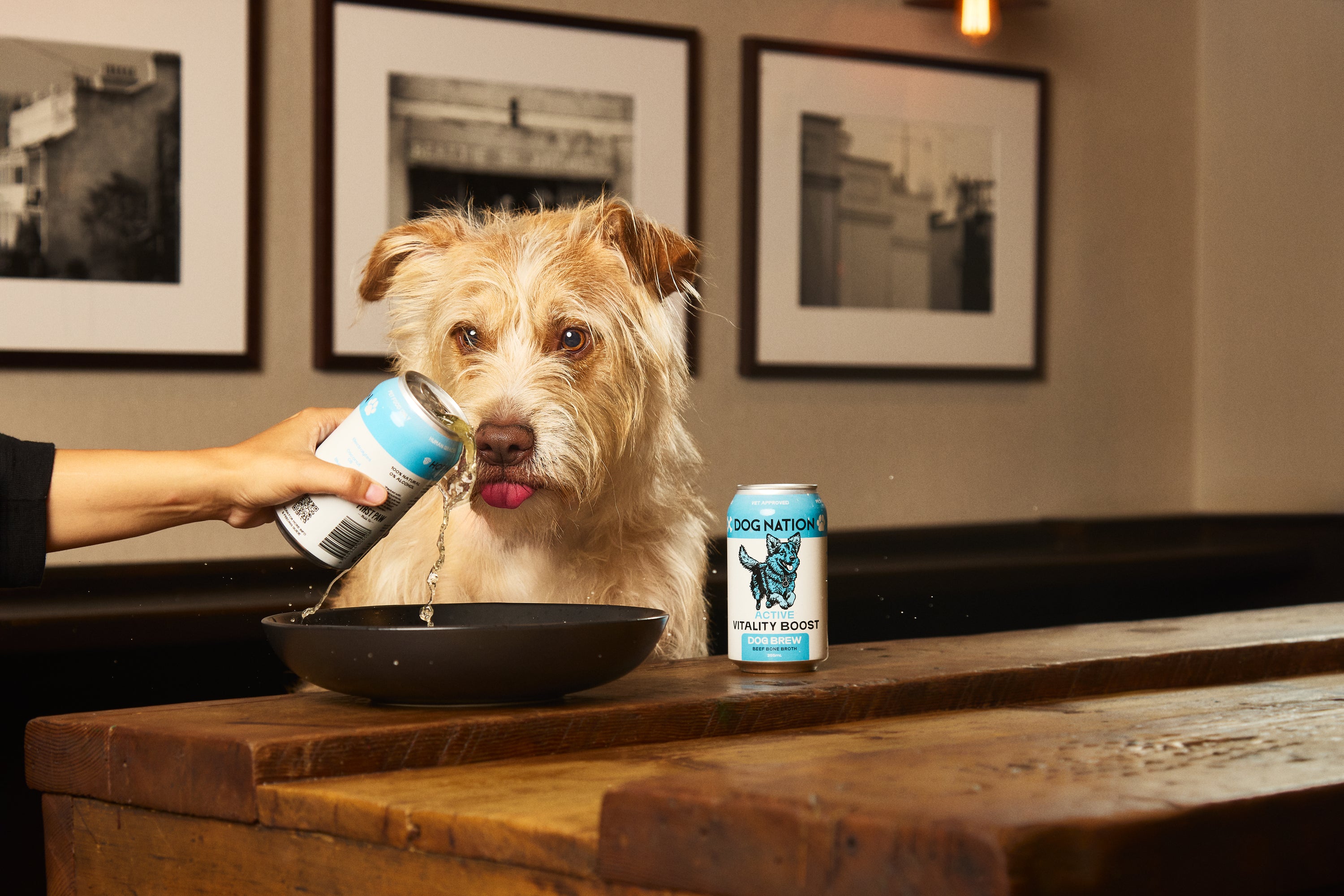Dog Brew | Mixed Case